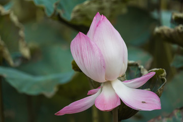 Blooming Lotus Flower or Water Lily with sunset time.