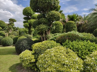 Pflanzen Buriram Thailand