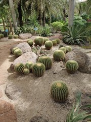 Pflanzen Buriram Thailand