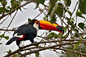 Brazilian Toucan. This brazilian bird is very rare in brazilian savannah.