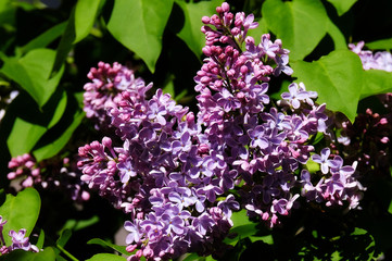 Fototapeta na wymiar Lilac bloom