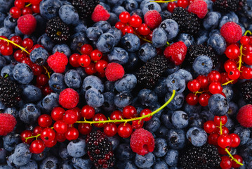 Blackberry, raspberry, blueberry,  red currant and mint background.