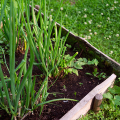 Green onion on the vegetables bed