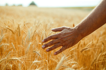 A Field Of Wheat Touched By The Hand Of Spikes In The Sunset Light. Wheat Sprouts In A Farmer's...