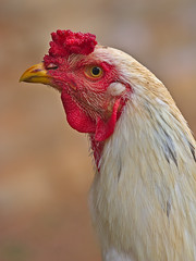 Brazilian Chicken. This chicken liked to pose for my lens