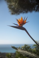 Bird flower against a blue sky in Spain