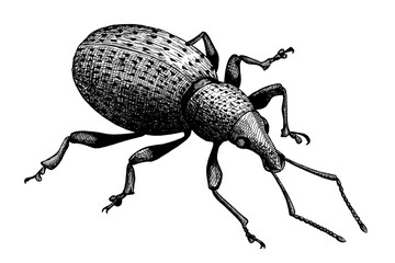 billbug, hand drawn black ink vintage illustration