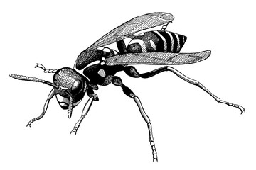 wasp, vintage black ink hand drawn illustration