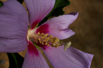 Flor de verano en el parque