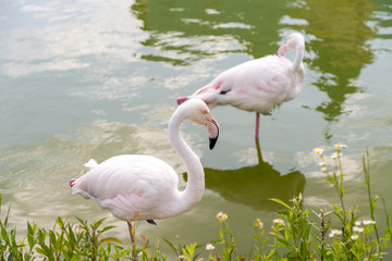 Pink flamingos on the lake. Birds Pink Flamingos Walk on the Lake, Beautiful Romantic Concept with a Place for Text, Journey to the South, Love and the Pink Dream