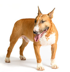 Bull Terrier isolated on white background