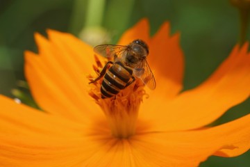 A bee was finding a honey in a pollen of a orange flower.