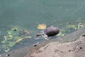 A turtle dead because waste water in the river.