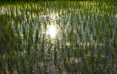  Rice plantation in the field