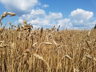 Wheat field summer background