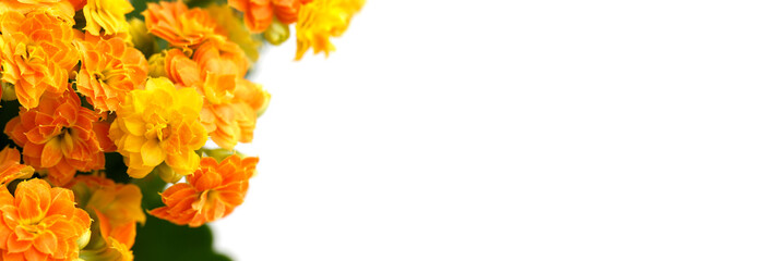 Yellow orange kalanchoe