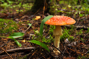 Red fly agaric in the forest close-up