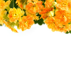 Yellow orange kalanchoe