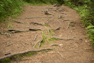 forest path with roots on a surface