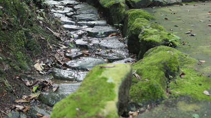 彦根城の苔水流