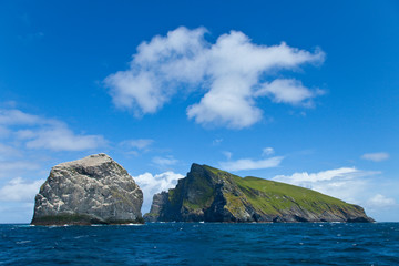 Islas Stac Lee y Boreray. Colonia de alcatraz atlántico. Archipielago St. Kilda. Outer Hebrides....