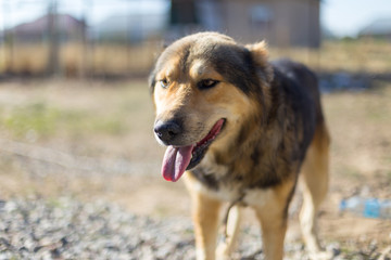 Dog in the yard, tongue hanging from the thirst of water