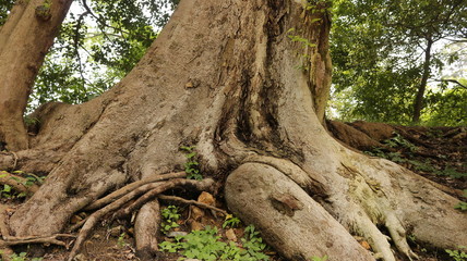 Obraz premium 彦根城