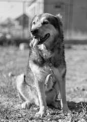 Dog in the yard, tongue hanging from the thirst of water
