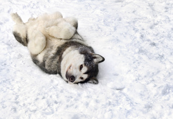Dog (siberian husky) lying on the back on snow