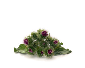 Flowers burr of furdock (Arctium lappa) on white background. Medicinal herb