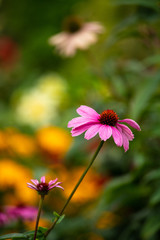 Obraz premium Summer flowers sunny day nature flora beauty 