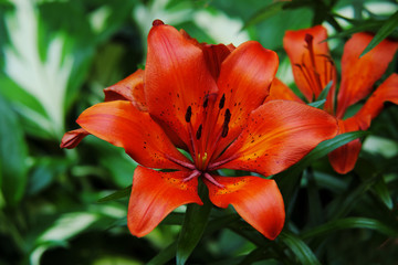 Orange lily flower