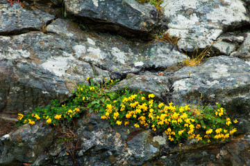 Flores en primavera. Isla Eraksay. Outer Hebrides. Scotland, UK