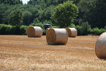 many round straw bales on a stubble field