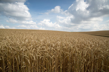 field of wheat