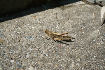 トノサマバッタ