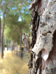 Cicada on a tree. Close-up view of hidden insect in the natural habitat outdoor.