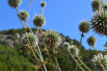Obraz premium Thorny spherical plant on the Turkish coast.