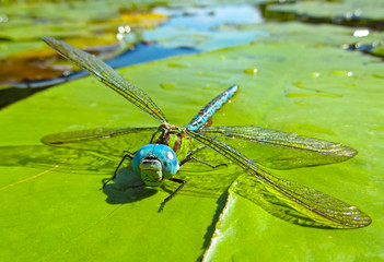 Dragonfly on green water leaf. Close-up view of beautiful insect in the nature habitat outdoor.