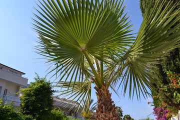 Fototapeta premium Palm leaves against the blue sky. Close-up