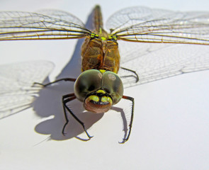 Dragonfly on white background. Macro view of eyes and wings detail. 