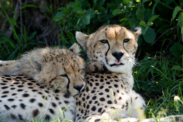 Cheetah Cuddle