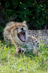 Cheetah Cub Yawn