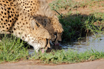 Cheetah Drinking