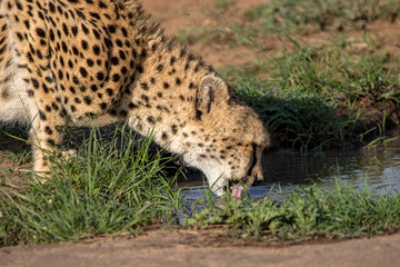 Cheetah Drinking