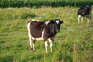 Cows graze on a juicy meadow on a summer day