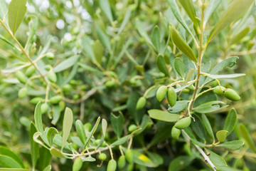 Olives and olive tree in summer day. Season nature background
