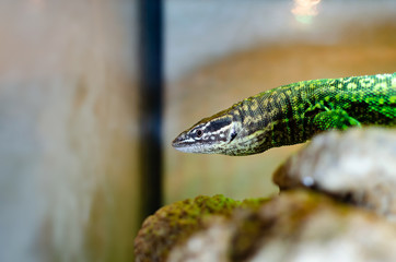  Varanus acanthurus. Exotic animals in the artificial habitat. A cold blooded animal in the terrarium. 