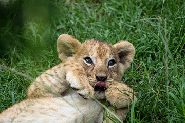 Cute Lion Cub