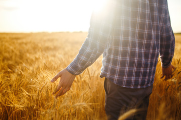 Amazing view with Man With His Back To The Viewer In A Field Of Wheat Touched By The Hand Of Spikes In The Sunset Light. Farmer Walking Through Field Checking Wheat Crop.Wheat Sprouts In Farmer's Hand